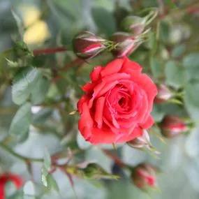 Birthday Wishes Patio Rose (Rosa Birthday Wishes) 4